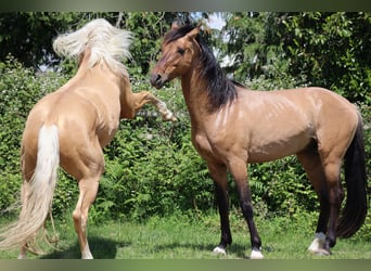 Oldenburger, Hengst, 7 Jahre, 172 cm, Palomino