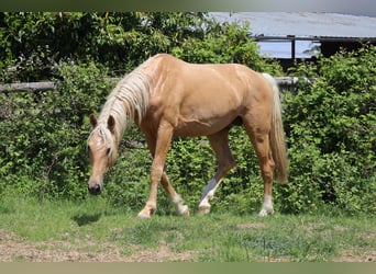 Oldenburger, Hengst, 7 Jahre, 172 cm, Palomino