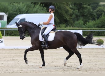Oldenburger, Hengst, 8 Jaar, 167 cm, Zwart