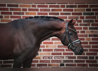 Oldenburger, Hengst, 8 Jaar, 168 cm, Bruin