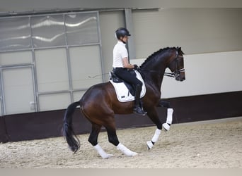 Oldenburger, Hengst, 8 Jaar, 174 cm, Bruin