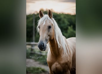 Oldenburger, Hengst, 8 Jahre, 170 cm, Palomino