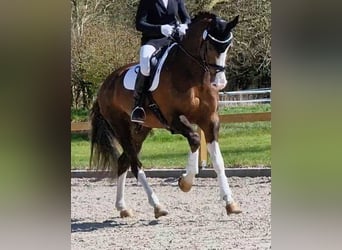 Oldenburger, Hengst, 8 Jahre, 174 cm, Dunkelfuchs