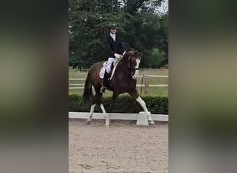Oldenburger, Hengst, 8 Jahre, 174 cm, Dunkelfuchs