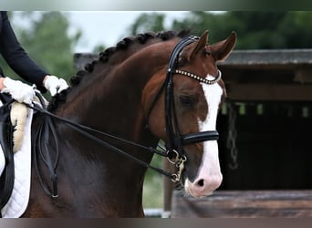 Oldenburger, Hengst, 8 Jahre, 174 cm, Dunkelfuchs