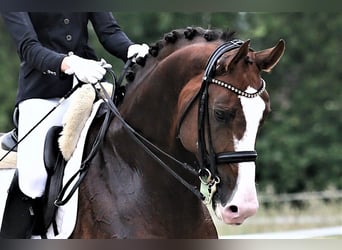 Oldenburger, Hengst, 8 Jahre, 174 cm, Dunkelfuchs