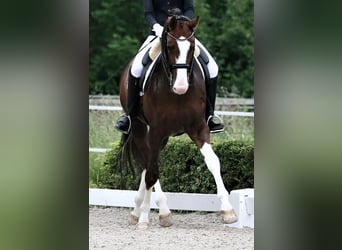 Oldenburger, Hengst, 8 Jahre, 174 cm, Dunkelfuchs