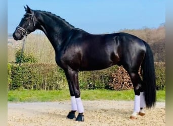 Oldenburger, Hengst, 9 Jaar, 175 cm, Zwart