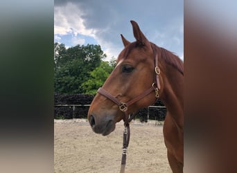 Oldenburger, Hengst, 9 Jahre, 170 cm, Fuchs