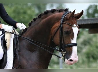 Oldenburger, Hengst, 9 Jahre, 174 cm, Dunkelfuchs