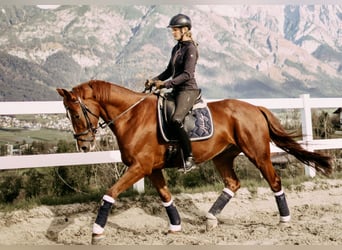 Oldenburger, Hengst, 9 Jahre, 175 cm, Dunkelfuchs