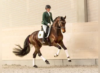 Oldenburger, Hengst, 5 Jahre, 169 cm, Brauner