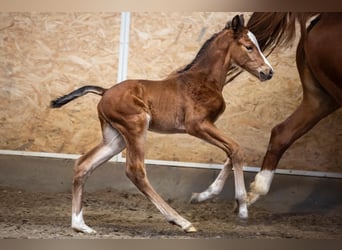 Oldenburger, Hengst, 4 Jahre, Brauner