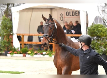 Oldenburger, Hengst, 4 Jaar, 171 cm, Bruin