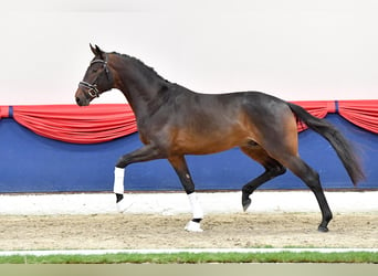 Oldenburger, Hengst, 4 Jaar, 171 cm, Bruin