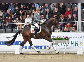 Oldenburger, Hengst, 4 Jaar, 171 cm, Bruin