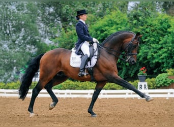 Oldenburger, Hengst, 23 Jaar, 169 cm, Bruin