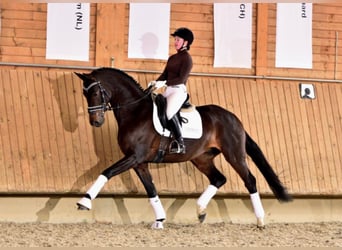 Oldenburger, Hengst, 9 Jaar, 167 cm, Bruin