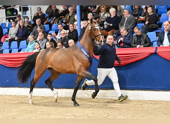 Oldenburger, Hengst, 5 Jaar, 164 cm, Bruin