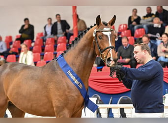 Oldenburger, Hengst, 5 Jaar, 164 cm, Bruin