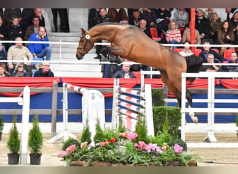 Oldenburger, Hengst, 5 Jaar, 164 cm, Bruin