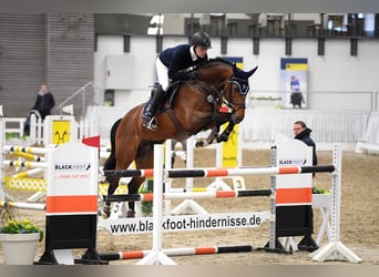 Oldenburger, Hengst, 11 Jaar, 169 cm, Bruin