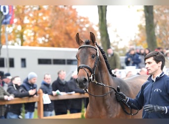 Oldenburger, Hengst, 9 Jaar, 165 cm, Bruin