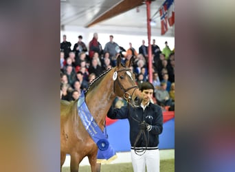 Oldenburger, Hengst, 11 Jaar, 169 cm, Bruin