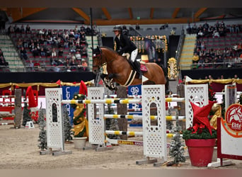 Oldenburger, Hengst, 13 Jaar, 165 cm, Bruin