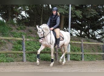 Oldenburger, Hengst, 7 Jaar, 164 cm, Cremello