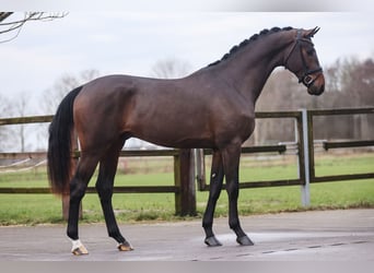 Oldenburger, Hengst, 3 Jaar, 171 cm, Donkerbruin