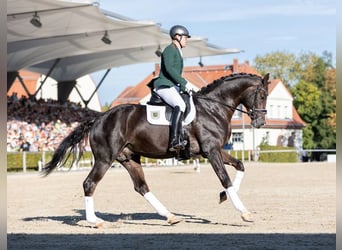 Oldenburger, Hengst, 6 Jaar, 173 cm, Donkere-vos