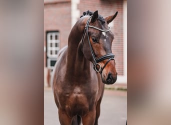 Oldenburger, Hengst, 3 Jahre, 171 cm, Dunkelbrauner