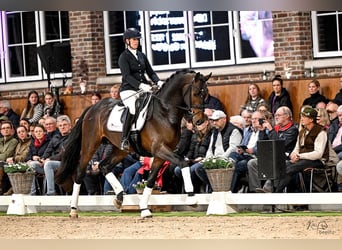 Oldenburger, Hengst, 3 Jahre, 171 cm, Dunkelbrauner