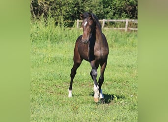 Oldenburger, Hengst, Fohlen (05/2023), 128 cm, Dunkelbrauner