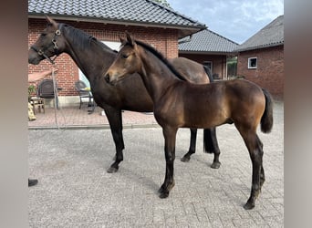 Oldenburger, Hengst, Fohlen (04/2025), 165 cm, Dunkelbrauner