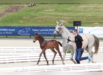 Oldenburger, Hengst, Fohlen (06/2024), 165 cm, Kann Schimmel werden