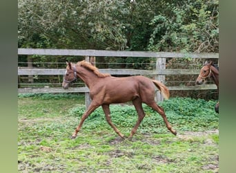 Oldenburger, Hengst, Fohlen (03/2024), 167 cm, Dunkelfuchs