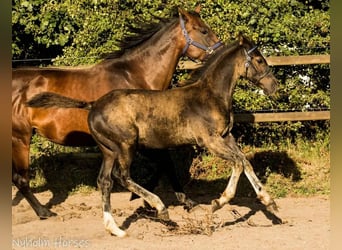 Oldenburger, Hengst, Fohlen (05/2025), 168 cm, Brauner