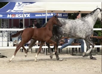 Oldenburger, Hengst, Fohlen (04/2024), 168 cm, Kann Schimmel werden