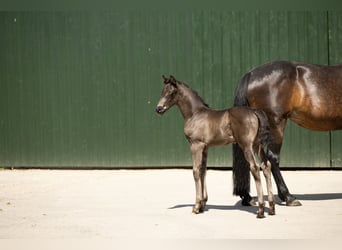 Oldenburger, Hengst, Fohlen (01/2026), 168 cm, Rappe