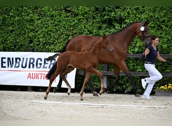 Oldenburger, Hengst, Fohlen (05/2024), 169 cm, Brauner