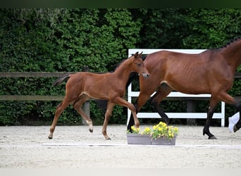 Oldenburger, Hengst, Fohlen (05/2024), 169 cm, Brauner