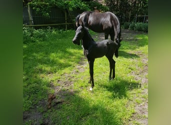 Oldenburger, Hengst, Fohlen (05/2026), 169 cm, Rappe