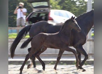 Oldenburger, Hengst, Fohlen (05/2026), 169 cm, Rappe