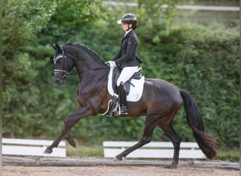 Oldenburger, Hengst, Fohlen (03/2026), 170 cm, Brauner