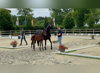 Oldenburger, Hengst, , 170 cm, Brauner