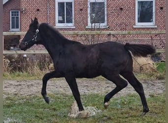 Oldenburger, Hengst, Fohlen (03/2025), 170 cm