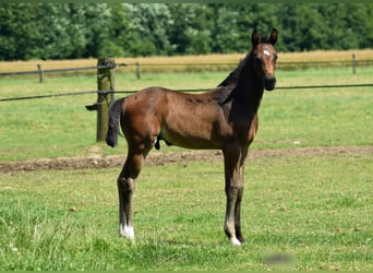 Oldenburger, Hengst, Fohlen (05/2024), 170 cm, Dunkelbrauner