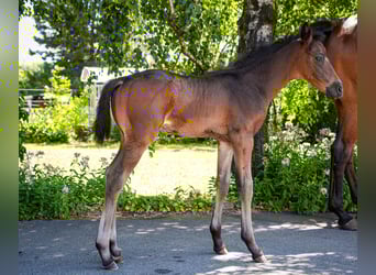 Oldenburger, Hengst, , 170 cm, Dunkelbrauner
